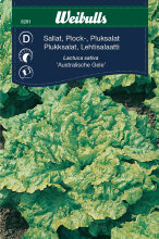 Pluksalat 'Australiche Gele'